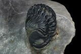 Zlichovaspis Trilobite With Reedops - Multi-Toned Shell #125231-6